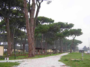 The fabled Umbrella Pines live on in this view of the Sea Pines Campground just north of Livorno American  High School
